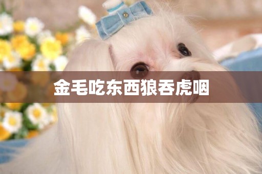金毛吃東西狼吞虎咽