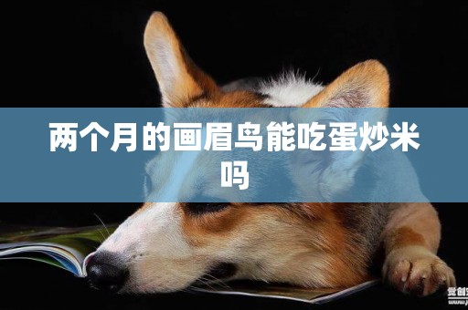 兩個月的畫眉鳥能吃蛋炒米嗎