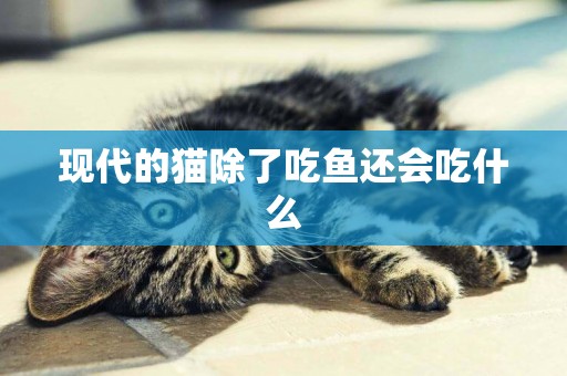 現代的貓除了吃魚還會吃什么