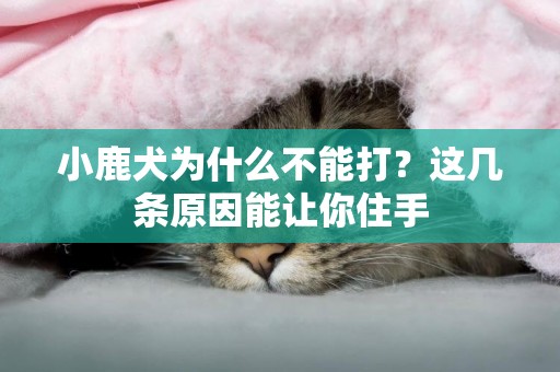 小鹿犬為什么不能打？這幾條原因能讓你住手