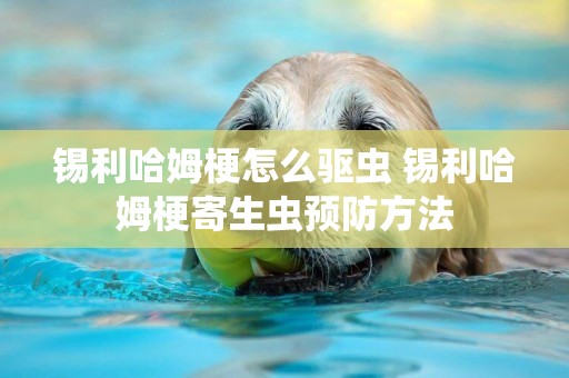 錫利哈姆梗怎么驅蟲 錫利哈姆梗寄生蟲預防方法