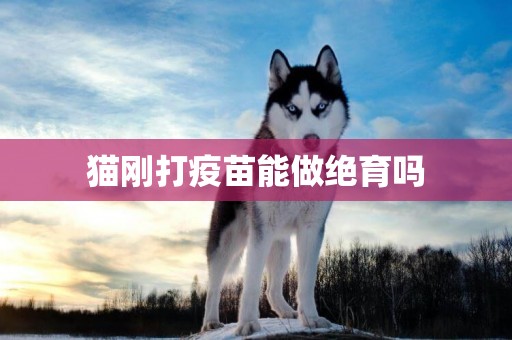 貓剛打疫苗能做絕育嗎