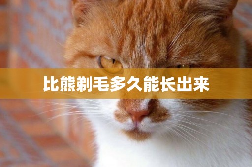 比熊剃毛多久能長出來