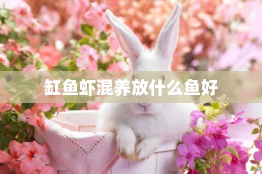 缸魚蝦混養放什么魚好