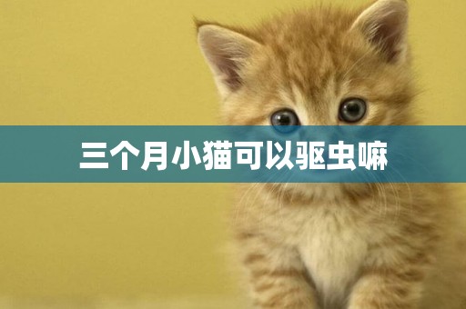 三個月小貓可以驅蟲嘛