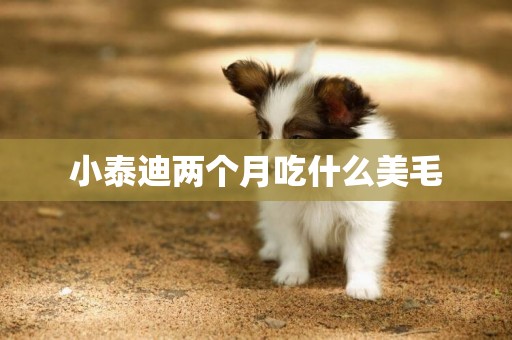 小泰迪兩個月吃什么美毛