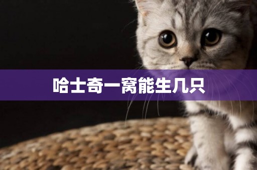 哈士奇一窩能生幾只