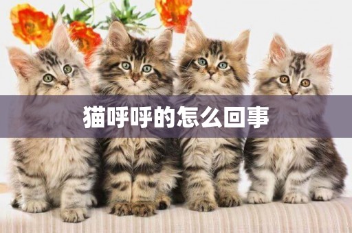 貓呼呼的怎么回事