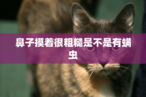 鼻子摸著很粗糙是不是有螨蟲