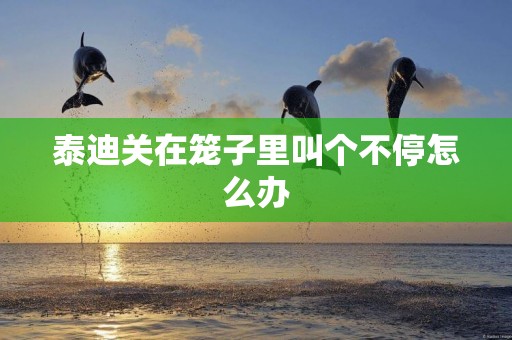 泰迪關在籠子里叫個不停怎么辦