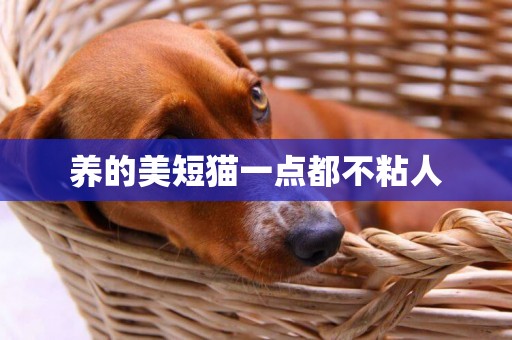 養的美短貓一點都不粘人