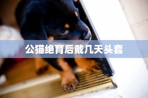 公貓絕育后戴幾天頭套