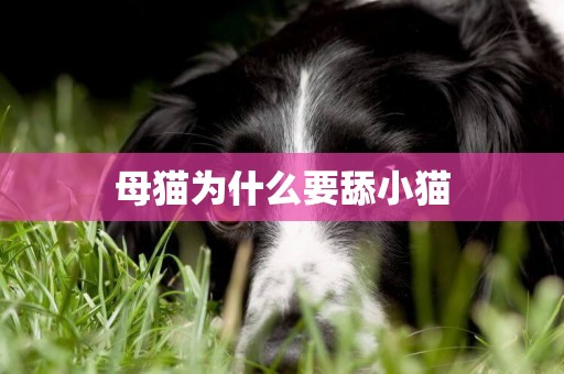 母貓為什么要舔小貓