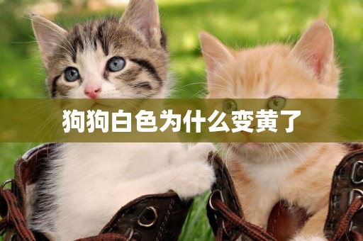 狗狗白色為什么變黃了