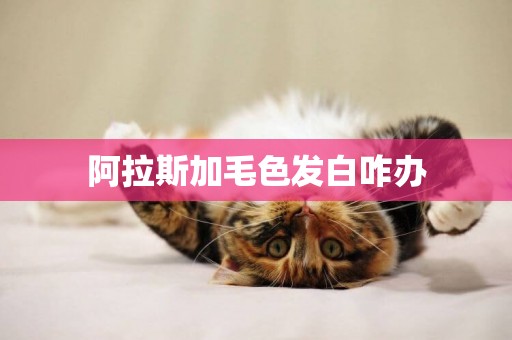 阿拉斯加毛色發白咋辦