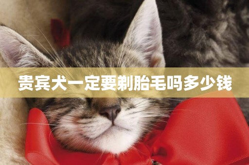 貴賓犬一定要剃胎毛嗎多少錢