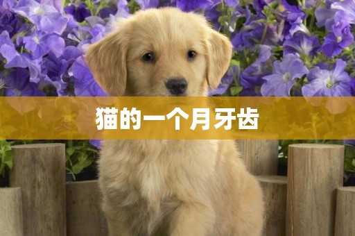 貓的一個月牙齒