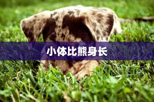 小體比熊身長