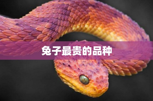 兔子最貴的品種