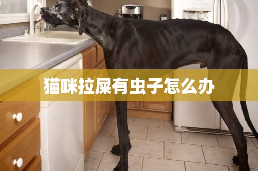 貓咪拉屎有蟲子怎么辦