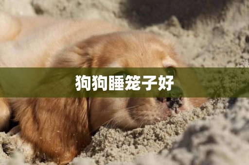 狗狗睡籠子好