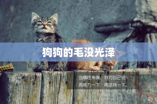 狗狗的毛沒光澤