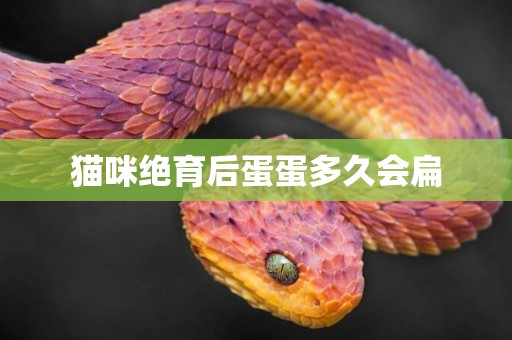 貓咪絕育后蛋蛋多久會扁