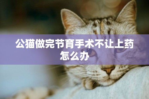 公貓做完節育手術不讓上藥怎么辦