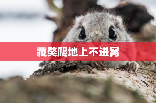 藏獒爬地上不進窩