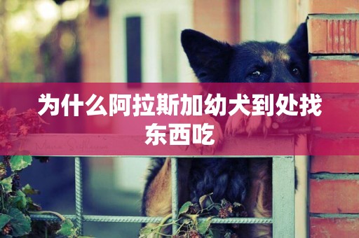 為什么阿拉斯加幼犬到處找東西吃