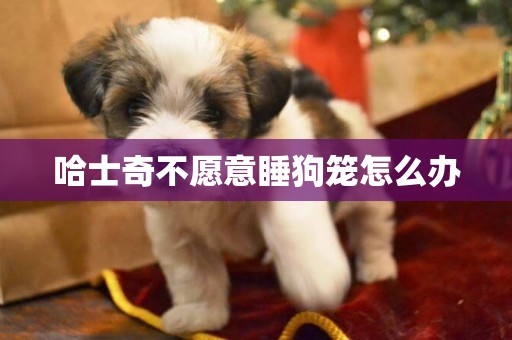 哈士奇不愿意睡狗籠怎么辦