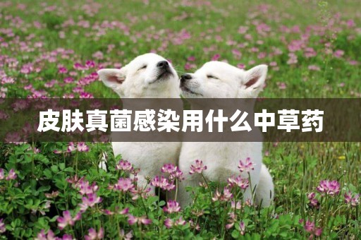皮膚真菌感染用什么中草藥