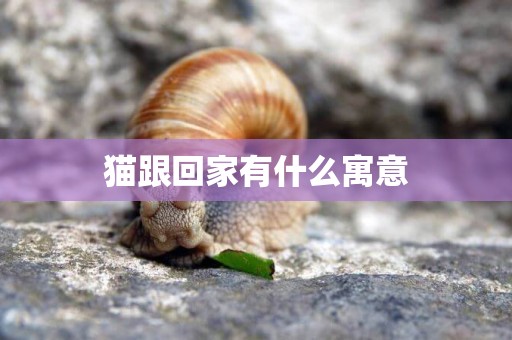 貓跟回家有什么寓意