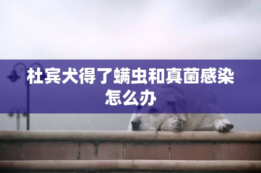 杜賓犬得了螨蟲和真菌感染怎么辦