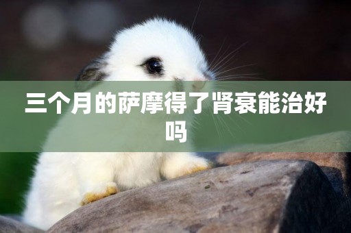 三個月的薩摩得了腎衰能治好嗎