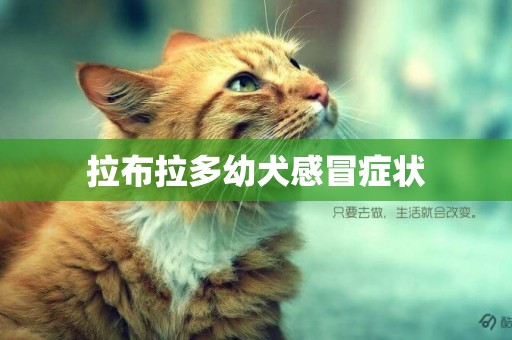 拉布拉多幼犬感冒癥狀