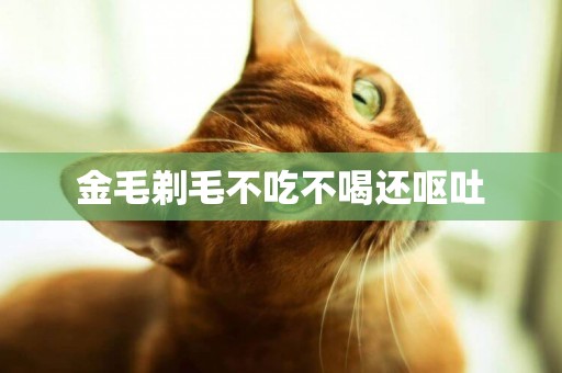 金毛剃毛不吃不喝還嘔吐