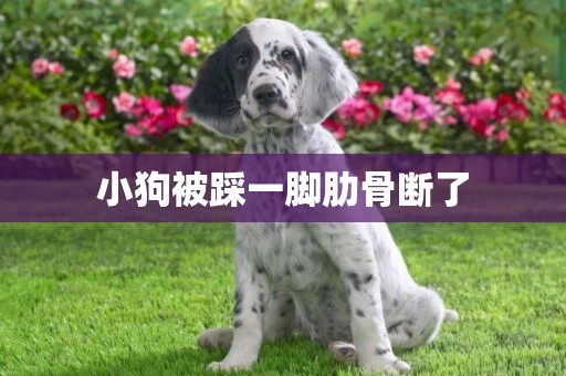 小狗被踩一腳肋骨斷了