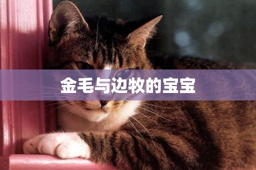 金毛與邊牧的寶寶