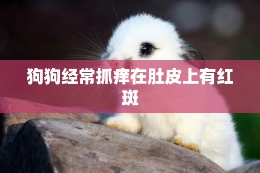 狗狗經常抓癢在肚皮上有紅斑