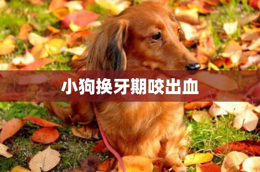小狗換牙期咬出血