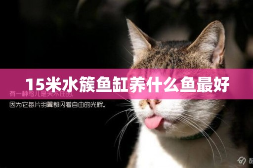 15米水簇魚缸養什么魚最好