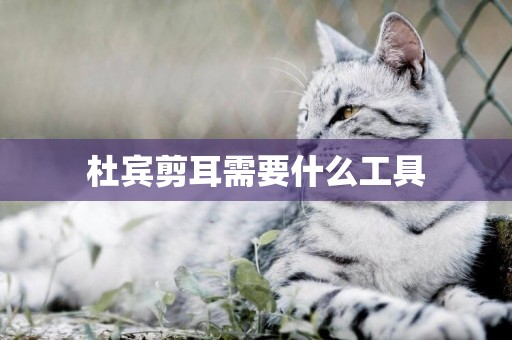 杜賓剪耳需要什么工具