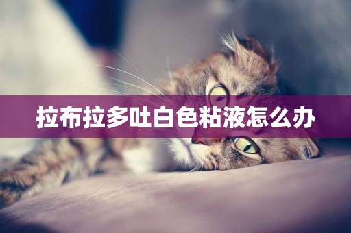 拉布拉多吐白色粘液怎么辦