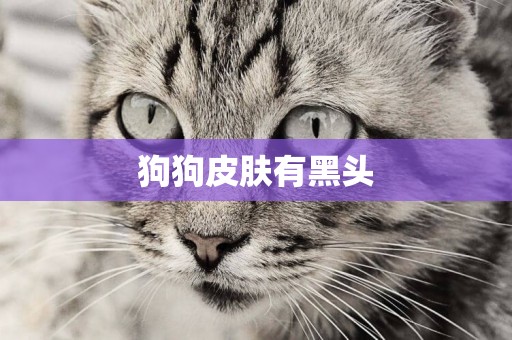 狗狗皮膚有黑頭