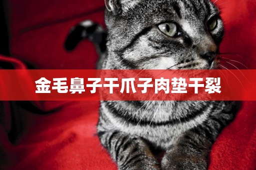 金毛鼻子干爪子肉墊干裂