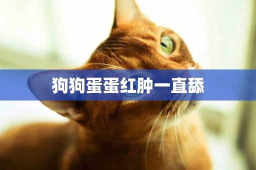 狗狗蛋蛋紅腫一直舔
