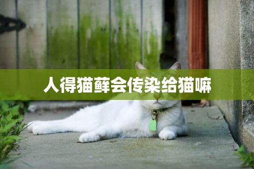 人得貓蘚會傳染給貓嘛