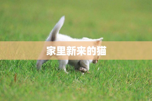 家里新來的貓