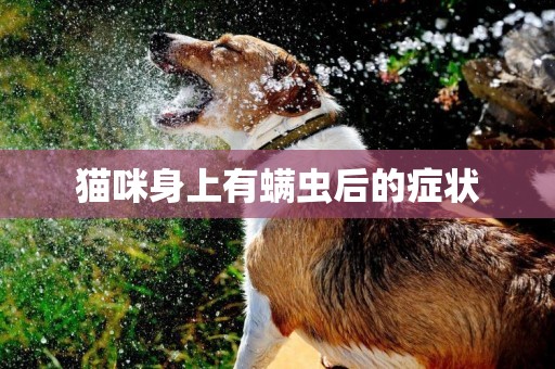 貓咪身上有螨蟲后的癥狀